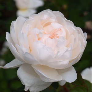 Fehér, krém árnyékolással - angol rózsa